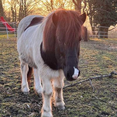 Baldur - unser Pferd